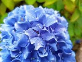 About Image